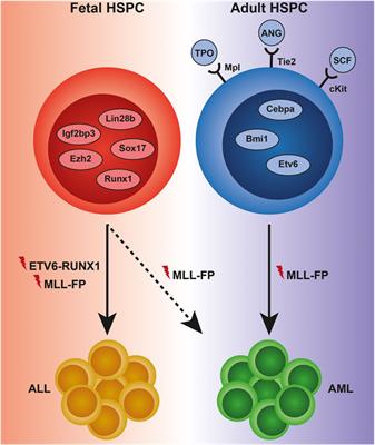 The Opportunity of Proteomics to Advance the Understanding of Intra- and Extracellular Regulation of Malignant Hematopoiesis